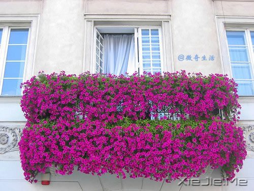 花开为谁谢，花谢为谁悲 (1)