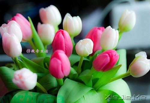 花开为谁谢，花谢为谁悲 (2)