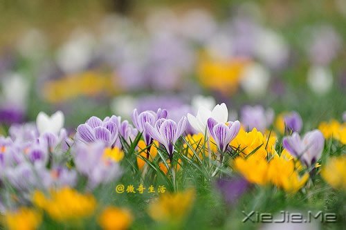 花开为谁谢，花谢为谁悲 (3)