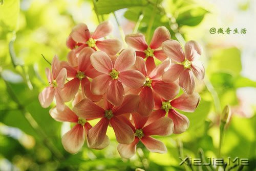 花开为谁谢，花谢为谁悲 (4)
