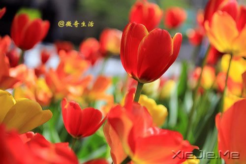 花开为谁谢，花谢为谁悲 (9)